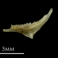 photo of Sandsmelt pharyngeal lateral view