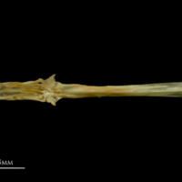 photo of Vendace parasphenoid ventral view