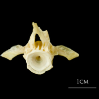 photo of Atlantic cod precaudal vertebra posterior view