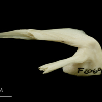 photo of Haddock posttemporal lateral view