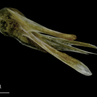 photo of Spanish mackerel posttemporal medial view