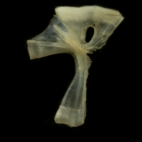 photo of European smelt hyomandibular lateral view