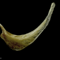 photo of European conger for assessment lateral view