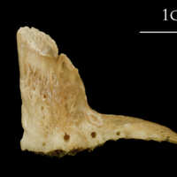 photo of Catfish premaxilla lateral view