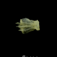 photo of Butterfish basioccipital ventral view