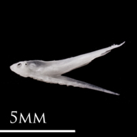 photo of European eel vomer lateral view