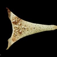 photo of Garfish vomer ventral view