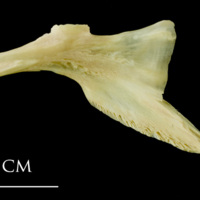 photo of Atlantic cod palatine lateral view