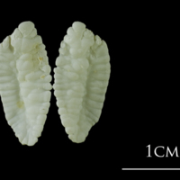 photo of Atlantic cod otolith(s) view 1