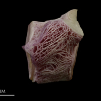 photo of Meagre first vertebra lateral view