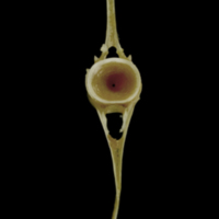 photo of Spanish mackerel caudal vertebra anterior view