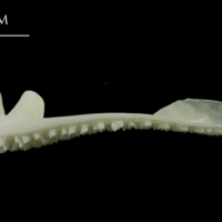 photo of Ling premaxilla lateral view