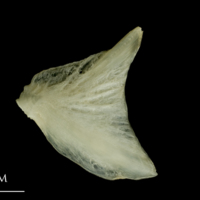 photo of Haddock opercular lateral view