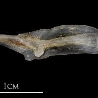 photo of Sea scorpion supracleithrum lateral view
