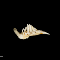 photo of Barbel pharyngeal dorsal view