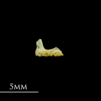 photo of Five-Bearded Rockling premaxilla medial view