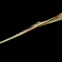 photo of Garfish dentary lateral view
