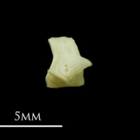 photo of Red mullet first vertebra lateral view