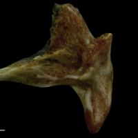 photo of Couch's seabream palatine lateral view