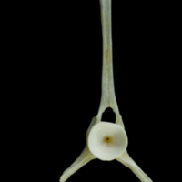 photo of European plaice precaudal vertebra anterior view