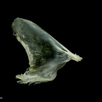 photo of Common sole opercular medial view