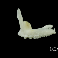 photo of European plaice premaxilla lateral view