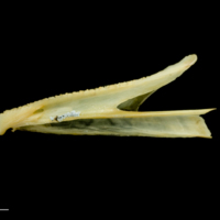 photo of Greater forkbeard dentary lateral view