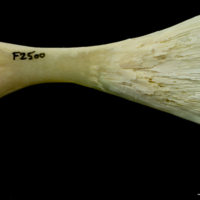 photo of Northern pike ceratohyal medial view