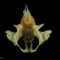 photo of Freshwater bream basioccipital posterior view