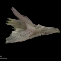 photo of Tub gurnard palatine medial view