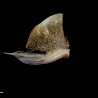 photo of Red seabream quadrate medial view