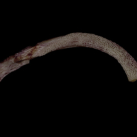 photo of Wels catfish dentary dorsal view