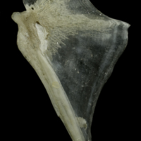 photo of Common pandora opercular lateral view