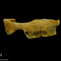 photo of Thinlip grey mullet  ceratohyal epihyal complex lateral view