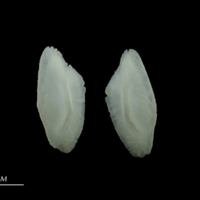 photo of European seabass otolith(s) detail view