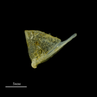 photo of Scad quadrate lateral view