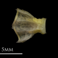 photo of European eel basioccipital dorsal view