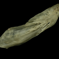 photo of Atlantic salmon supracleithrum lateral view