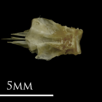 photo of Eelpout basioccipital dorsal view