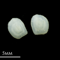 photo of Common sole otolith(s) detail view