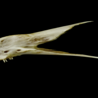 photo of European conger vomer lateral view