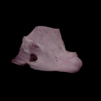 photo of Wels catfish quadrate medial view