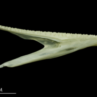 photo of Bullrout dentary medial view