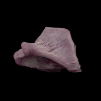 photo of Wels catfish quadrate lateral view