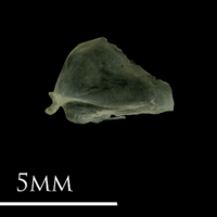 photo of Butterfish opercular lateral view