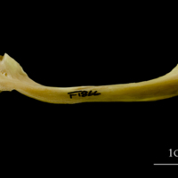 photo of Atlantic cod maxilla lateral view