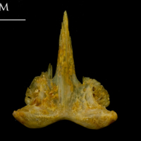 photo of Thinlip grey mullet  vomer ventral view