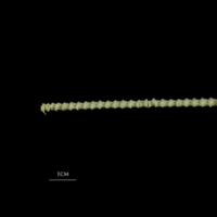 photo of Atlantic herring precaudal vertebra lateral view