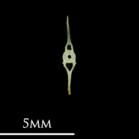 photo of Butterfish caudal vertebra posterior view