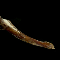 photo of Atlantic bluefin tuna  maxilla medial view